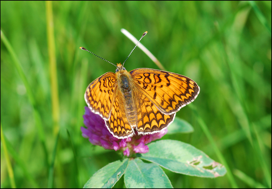 melitaea phoebe? 2